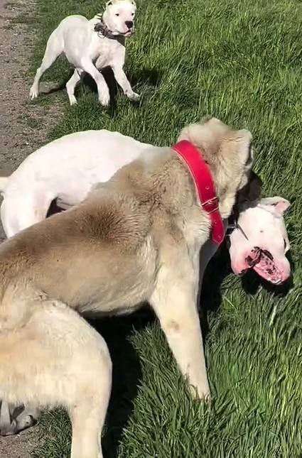 Köpeklerin dövüştürüldüğü video tepki topladı